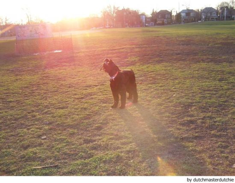 Riesenschnauzer Dogs Ras: Karakter, Levensduur & Prijs | Puppyplaats