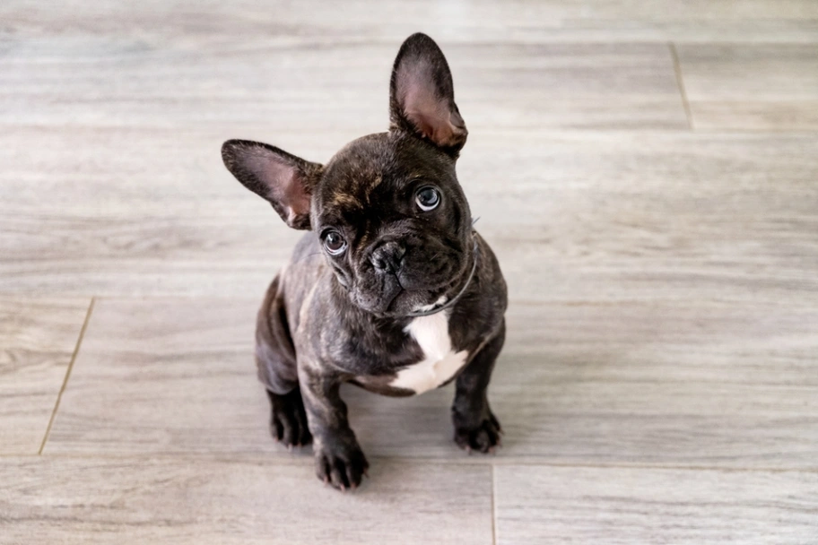 French Bulldog Dogs Breed - Information, Temperament, Size & Price | Lancaster Puppies