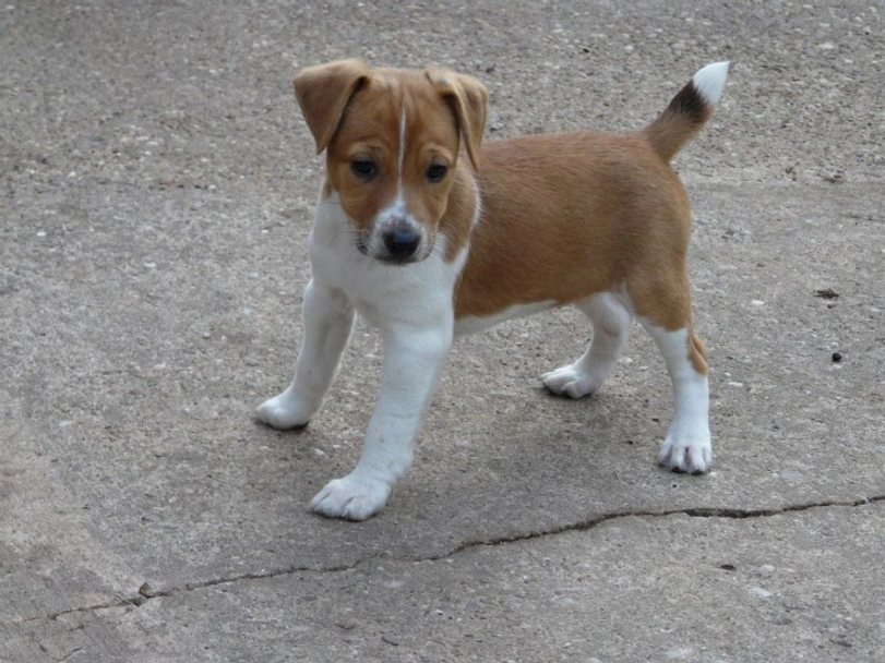 Plummer Terrier Dogs Breed - Information, Temperament, Size & Price | Pets4Homes