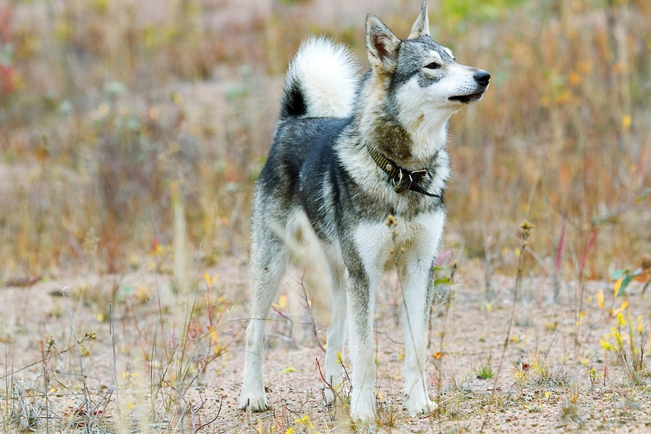 Laika de Siberia Occidental Dogs Raza - Características, Fotos & Precio | MundoAnimalia