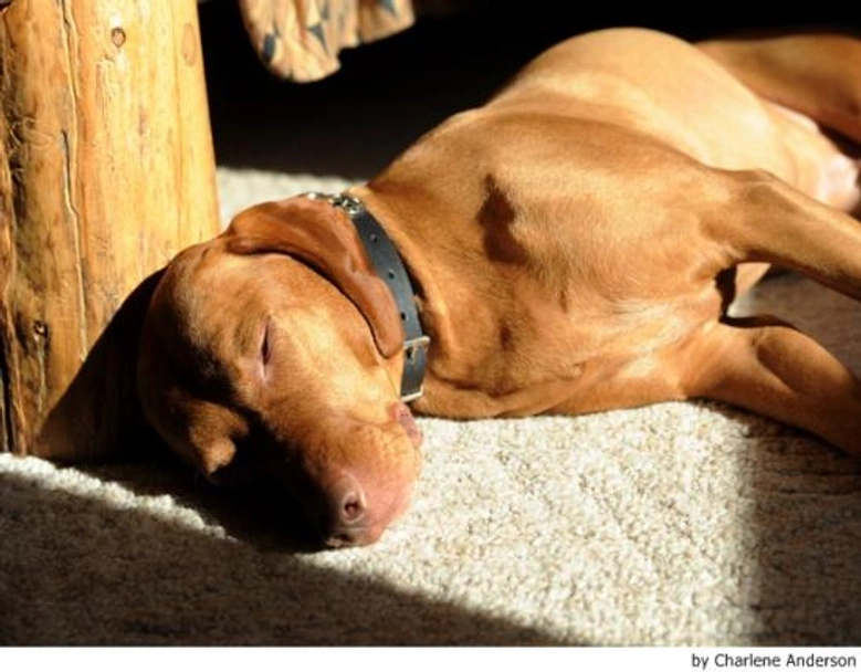 Vizsla korthaar Dogs Ras: Karakter, Levensduur & Prijs | Puppyplaats