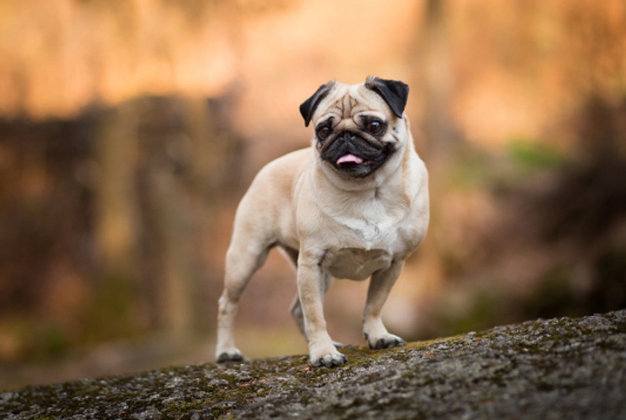 Pug Dogs Breed - Information, Temperament, Size & Price | Pets4Homes