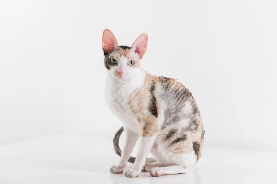 Cornish Rex Cats Razza - Prezzo, Temperamento & Foto | AnnunciAnimali