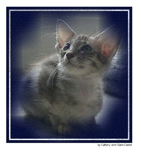 Javanés Cats Raza - Características, Fotos & Precio | MundoAnimalia