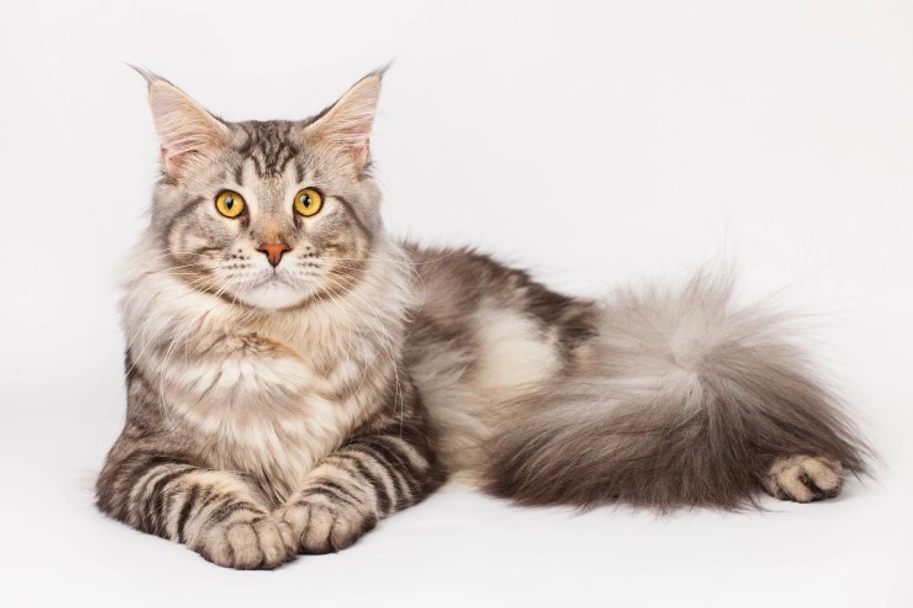 Maine Coon Cats Razza - Prezzo, Temperamento & Foto | AnnunciAnimali