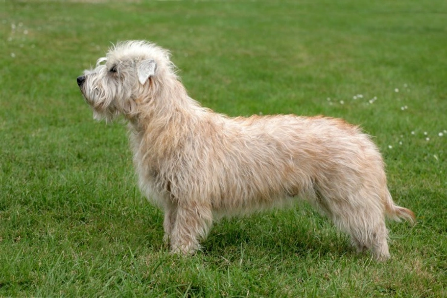 Glen of Imaal Terrier Dogs Ras: Karakter, Levensduur & Prijs | Puppyplaats