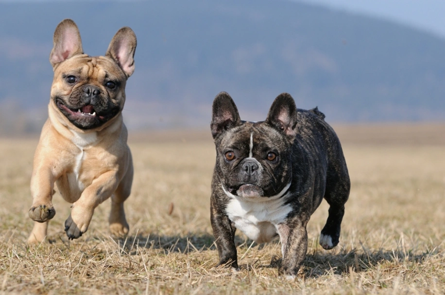 French Bulldog Dogs Breed - Information, Temperament, Size & Price | Lancaster Puppies