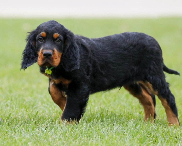 Gordon Setter Dogs Breed - Information, Temperament, Size & Price | Lancaster Puppies