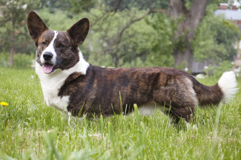 Welsh Corgi Cardigan Dogs Breed - Information, Temperament, Size & Price | Lancaster Puppies