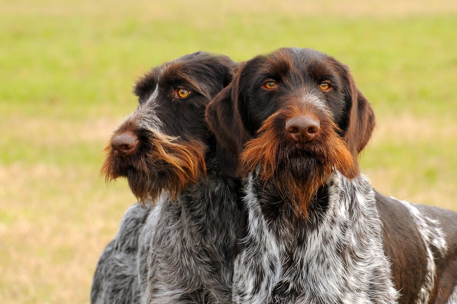 German Wirehaired Pointer Dogs Breed - Information, Temperament, Size & Price | Lancaster Puppies