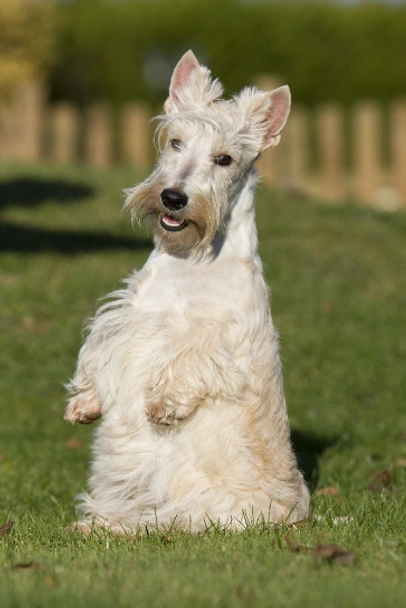 Schotse Terriër Dogs Ras: Karakter, Levensduur & Prijs | Puppyplaats