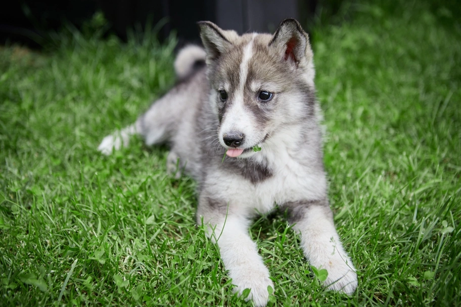 Laika de Siberia Occidental Dogs Raza - Características, Fotos & Precio | MundoAnimalia
