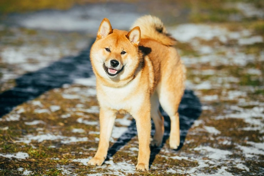 Japanese Shiba Inu Dogs Breed - Information, Temperament, Size & Price | Pets4Homes