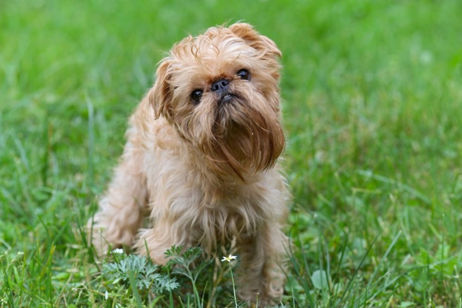 Griffon Bruxellois Dogs Breed - Information, Temperament, Size & Price | Pets4Homes