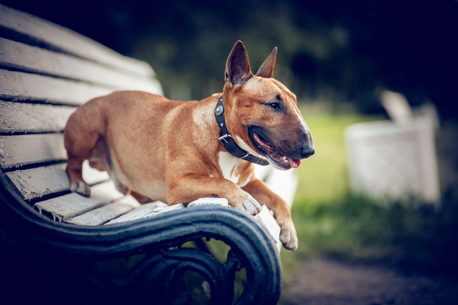 Miniature Bull Terrier Dogs Breed - Information, Temperament, Size & Price | Pets4Homes