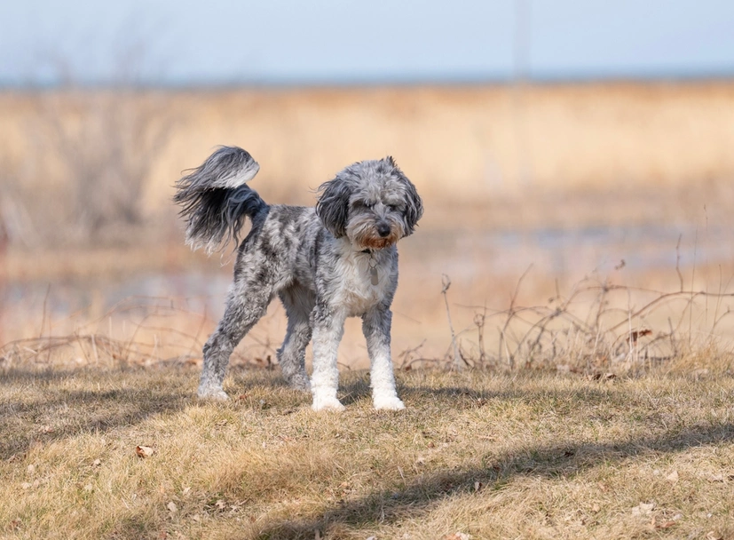 Aussiedoodle Dogs Breed - Information, Temperament, Size & Price | Lancaster Puppies