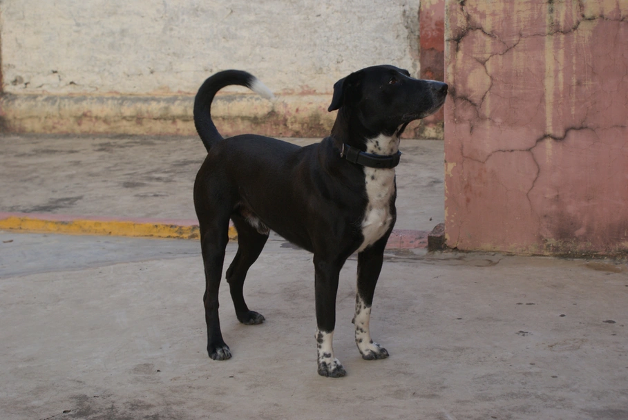 Borador Dogs Breed - Information, Temperament, Size & Price | Pets4Homes