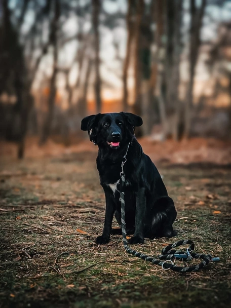 Borador Dogs Breed - Information, Temperament, Size & Price | Pets4Homes