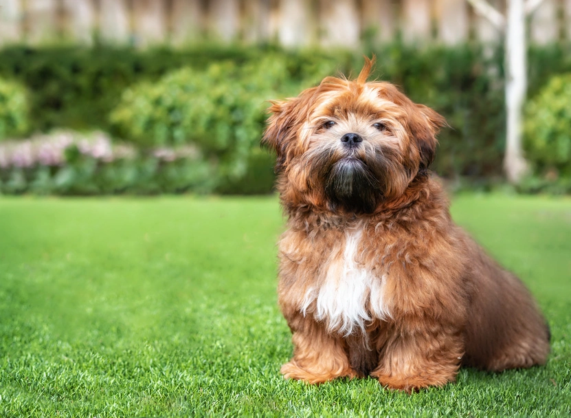 Zuchon Dogs Breed - Information, Temperament, Size & Price | Pets4Homes