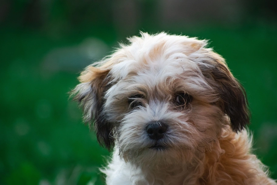 Zuchon Dogs Breed - Information, Temperament, Size & Price | Pets4Homes