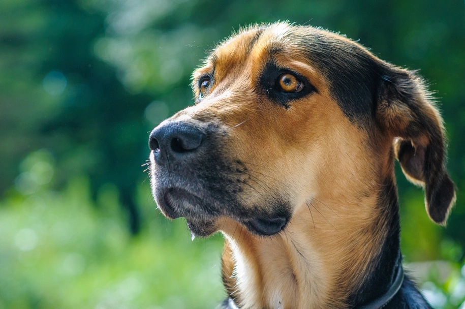 Golden Shepherd Dogs Breed - Information, Temperament, Size & Price | Pets4Homes