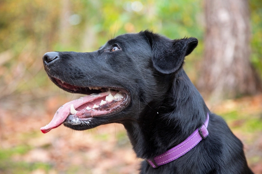 Sheprador Dogs Breed - Information, Temperament, Size & Price | Lancaster Puppies