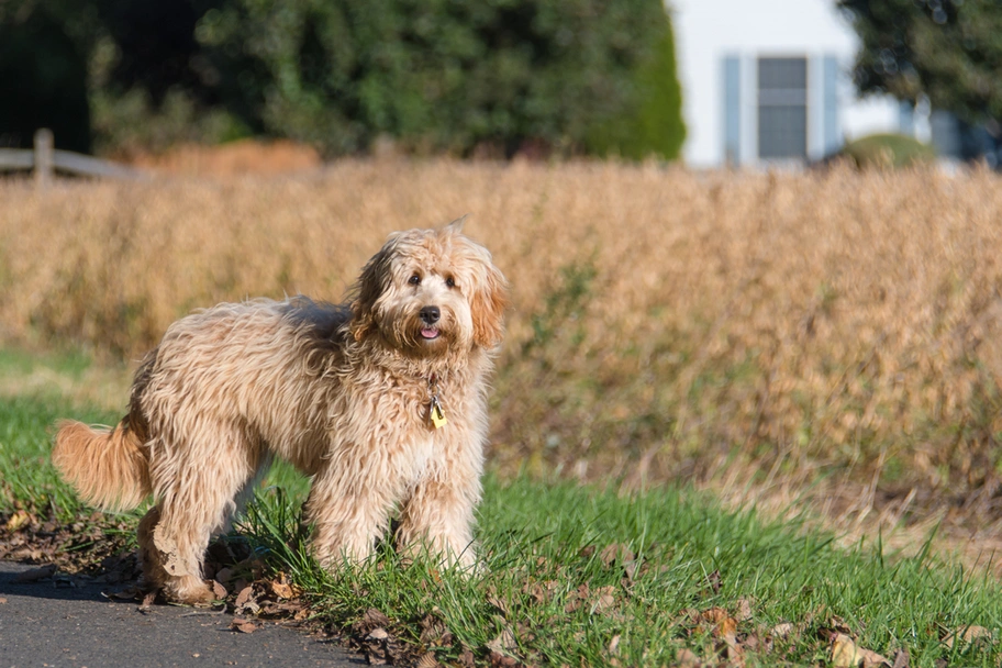 Mini Goldendoodle Dogs Breed - Information, Temperament, Size & Price | Pets4Homes