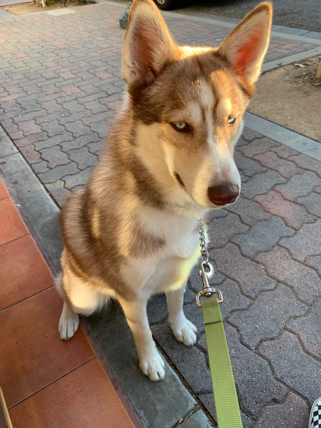 Huskita Dogs Breed - Information, Temperament, Size & Price | Pets4Homes