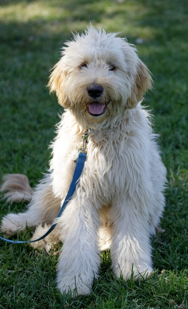 Double Doodle Dogs Breed - Information, Temperament, Size & Price | Lancaster Puppies
