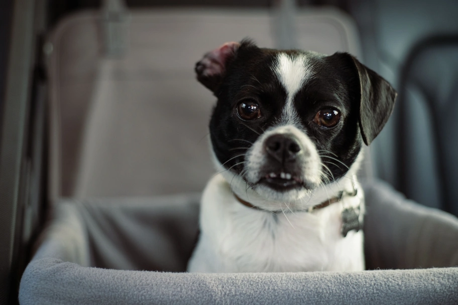 Jack Chi Dogs Breed - Information, Temperament, Size & Price | Pets4Homes