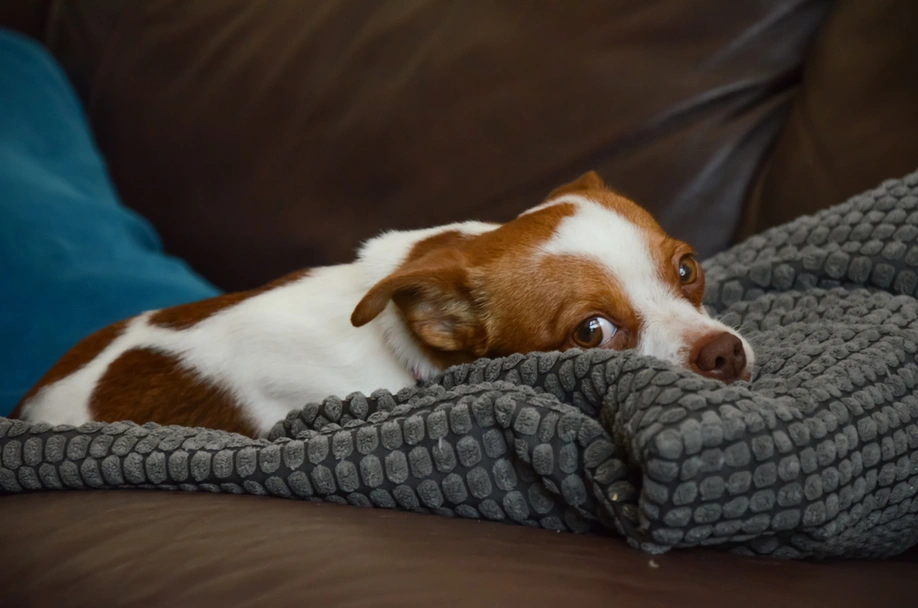 Jack Chi Dogs Breed - Information, Temperament, Size & Price | Pets4Homes