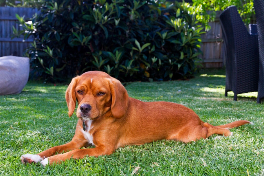 Beaglier Dogs Breed - Information, Temperament, Size & Price | Pets4Homes