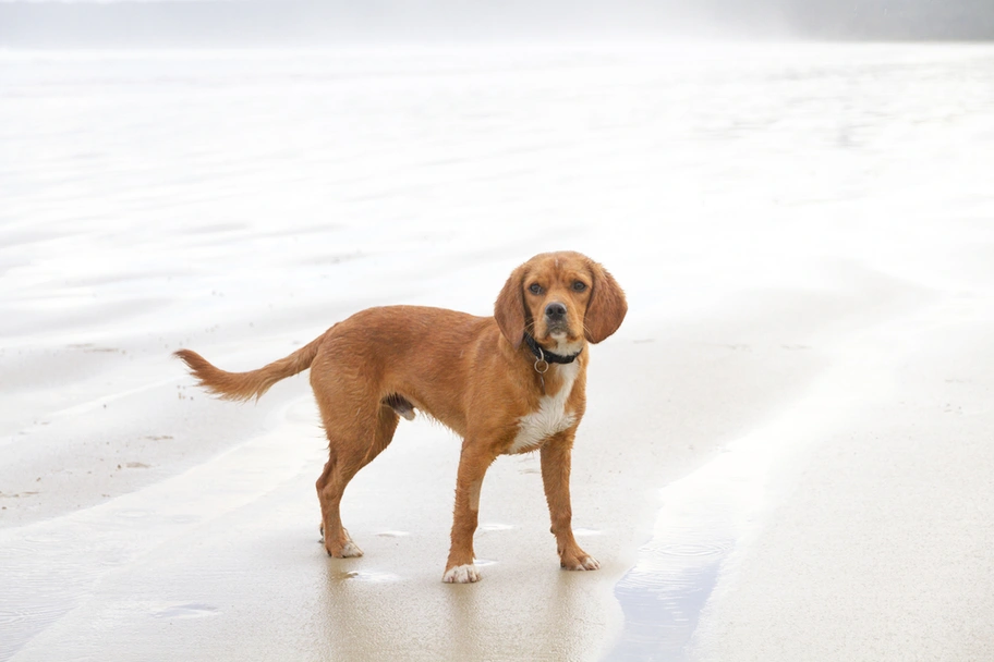 Beaglier Dogs Breed - Information, Temperament, Size & Price | Pets4Homes