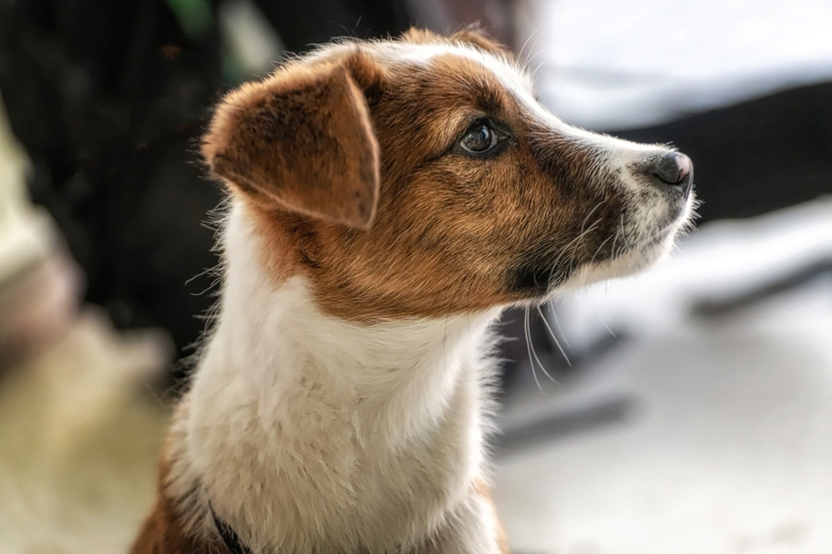 Jackshund Dogs Breed - Information, Temperament, Size & Price | Pets4Homes
