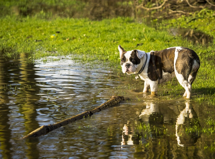 Shorty Bull Dogs Breed - Information, Temperament, Size & Price | Pets4Homes