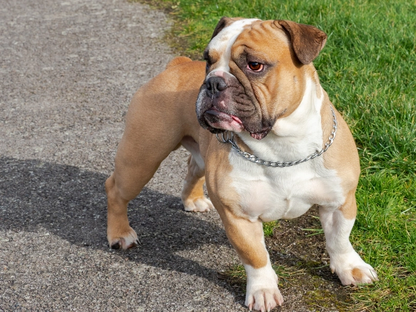 Shorty Bull Dogs Breed - Information, Temperament, Size & Price | Pets4Homes