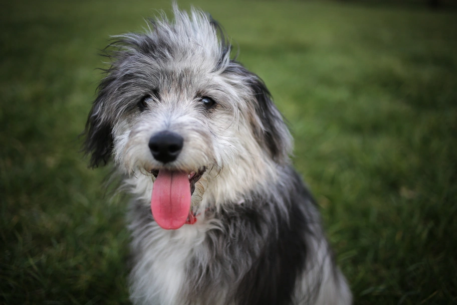 Mini Aussiedoodle Dogs Breed - Information, Temperament, Size & Price | Lancaster Puppies