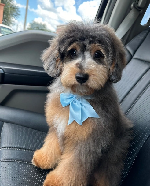 Mini Aussiedoodle Dogs Breed - Information, Temperament, Size & Price | Lancaster Puppies