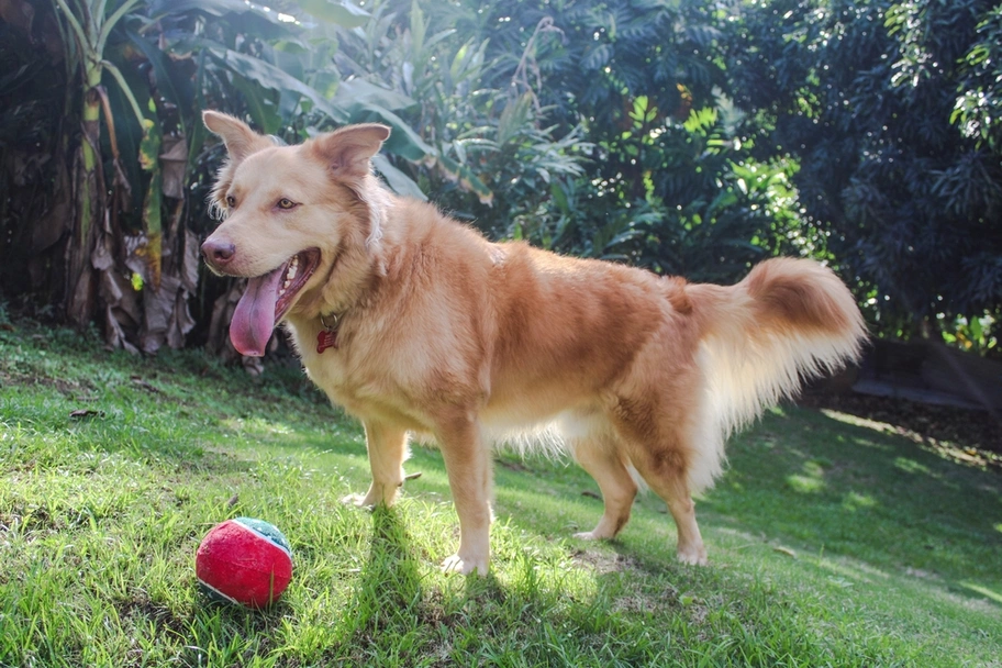 Goberian Dogs Breed - Information, Temperament, Size & Price | Lancaster Puppies