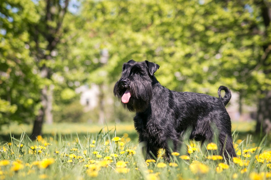 Standard Schnauzer Dogs Breed - Information, Temperament, Size & Price | Lancaster Puppies