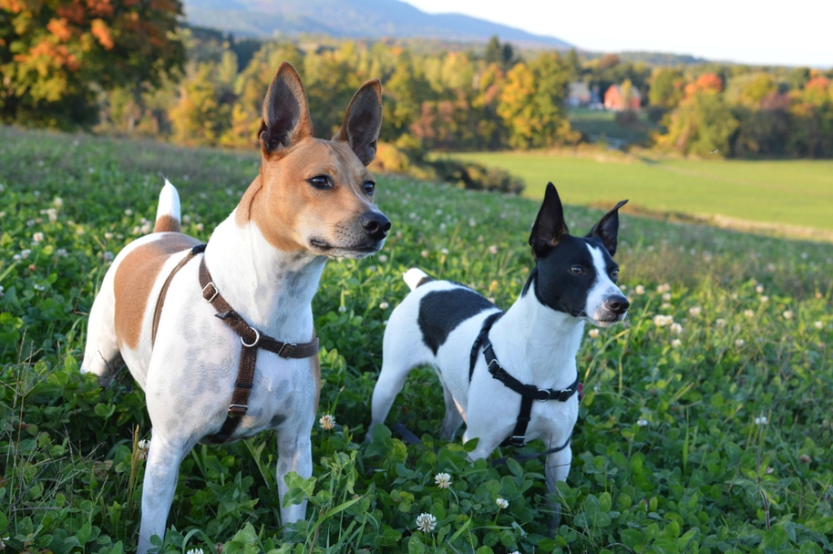 Rat Terrier Dogs Breed - Information, Temperament, Size & Price | Lancaster Puppies