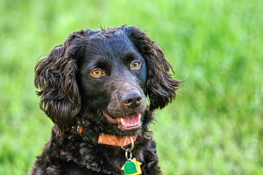 Boykin Spaniel Dogs Breed - Information, Temperament, Size & Price | Lancaster Puppies