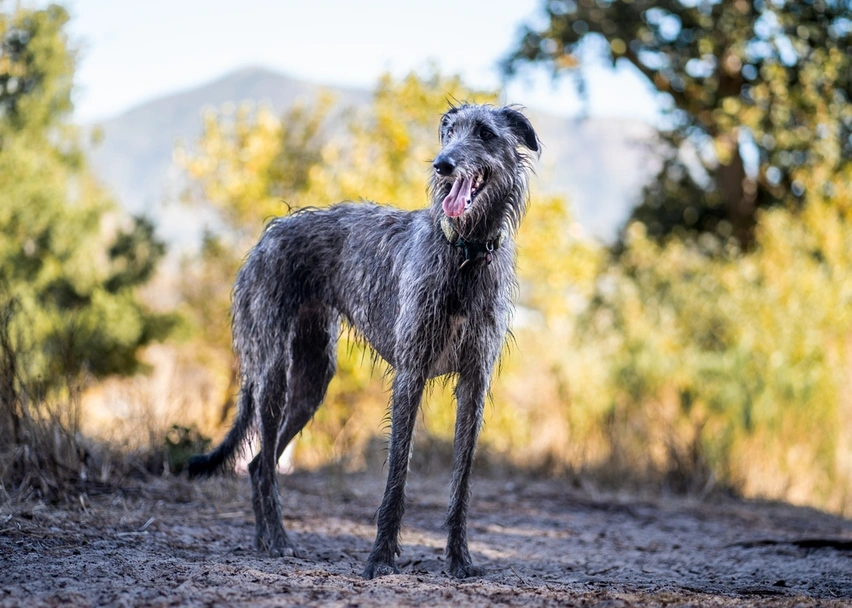 Scottish Deerhound Dogs Breed - Information, Temperament, Size & Price | Lancaster Puppies