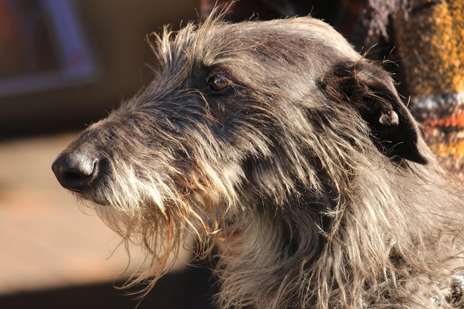 Scottish Deerhound Dogs Breed - Information, Temperament, Size & Price | Lancaster Puppies