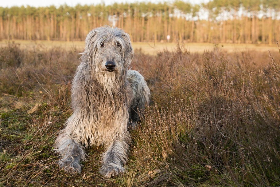 Scottish Deerhound Dogs Breed - Information, Temperament, Size & Price | Lancaster Puppies