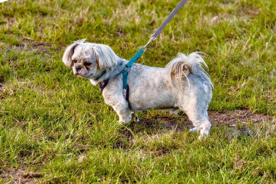 Pekapoo Dogs Breed - Information, Temperament, Size & Price | Lancaster Puppies