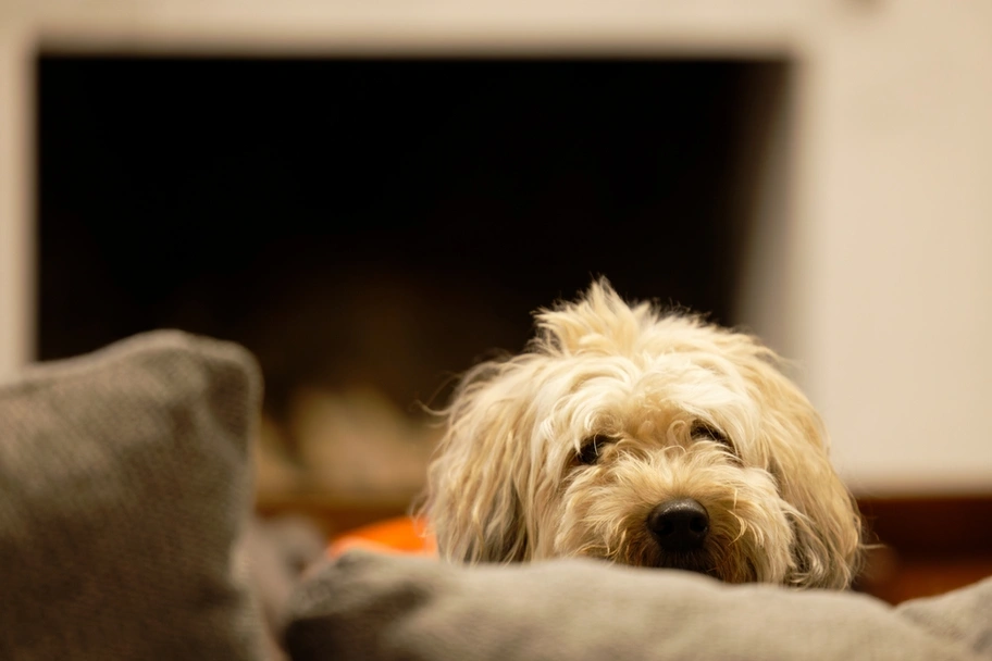 Whoodle Dogs Breed - Information, Temperament, Size & Price | Lancaster Puppies
