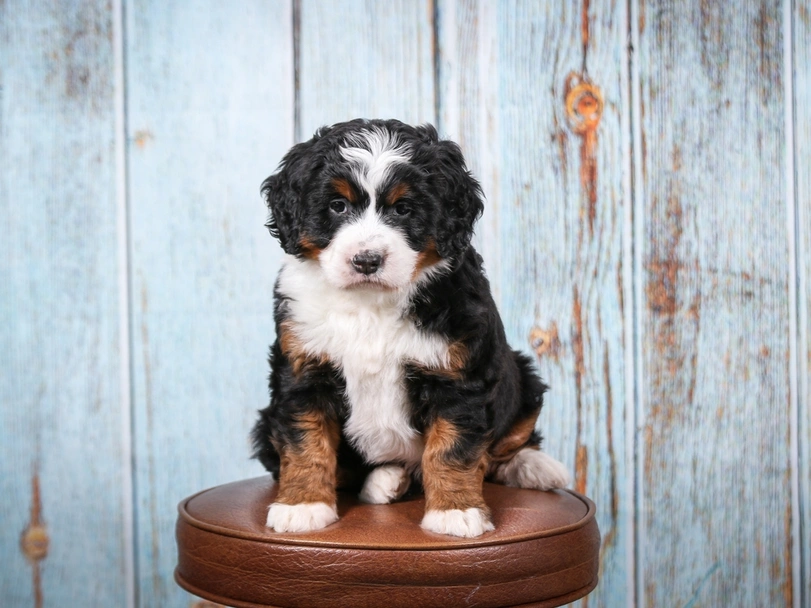 Mini Bernedoodle Dogs Breed - Information, Temperament, Size & Price | Lancaster Puppies