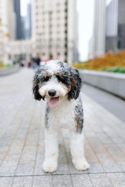 Mini Bernedoodle Dogs Breed - Information, Temperament, Size & Price | Lancaster Puppies