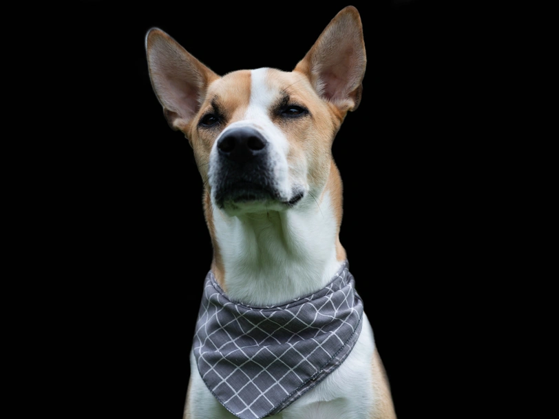 Pitsky Dogs Breed - Information, Temperament, Size & Price | Lancaster Puppies